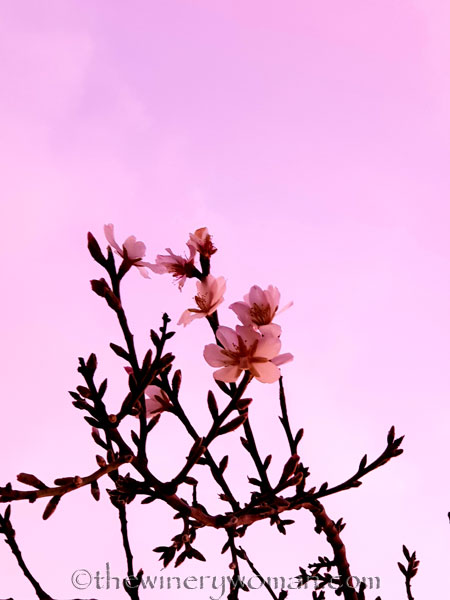 almond_blossoms2_1.4.19_tww