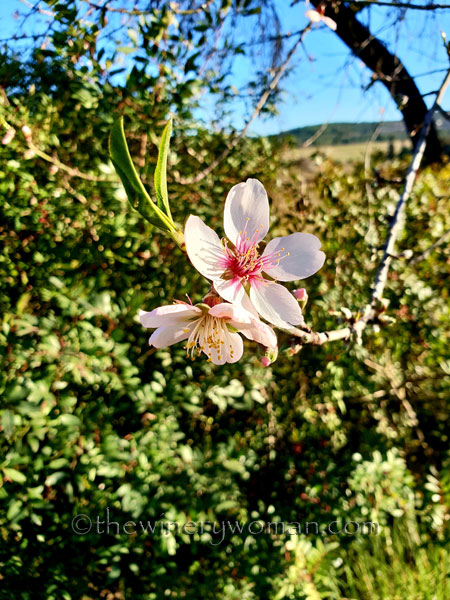 almond_blossoms2_1.6.19_tww