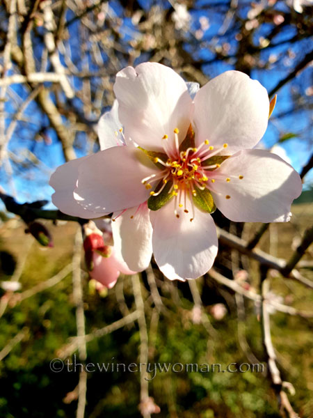 almond_blossoms4_1.6.19_tww