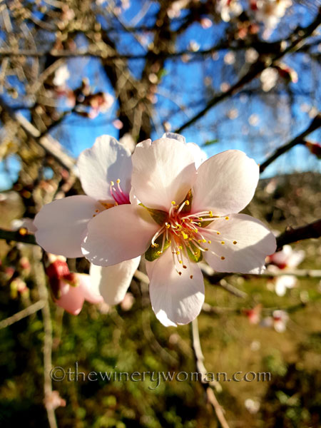 almond_blossoms5_1.6.19_tww