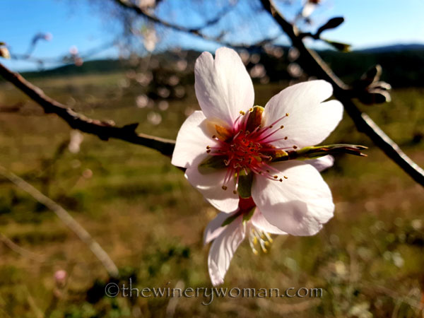 almond_blossoms6_1.6.19_tww