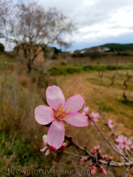 almond_blossoms8_1.31.19_tww