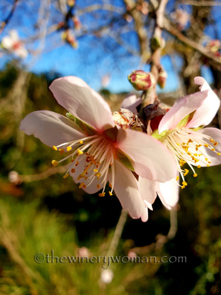 almond_blossoms9_1.6.19_tww