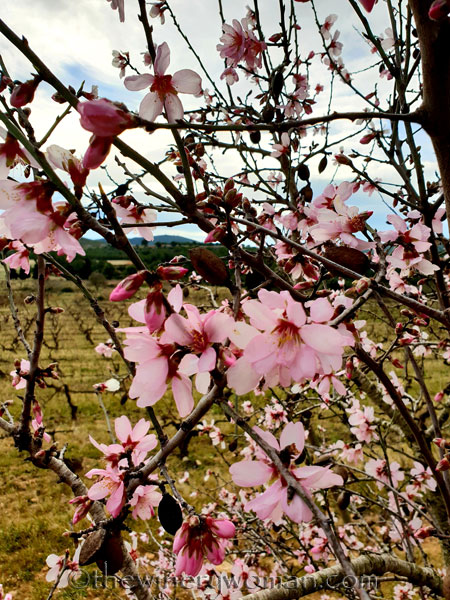 almond_blossoms_1.31.19_tww