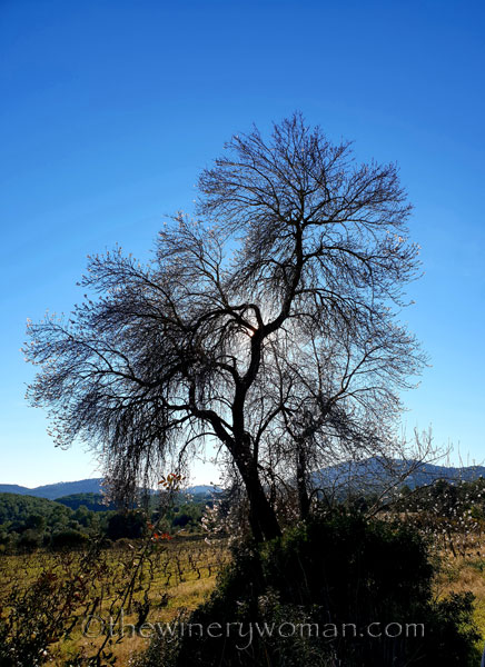 almond_blossoms_1.6.19_tww