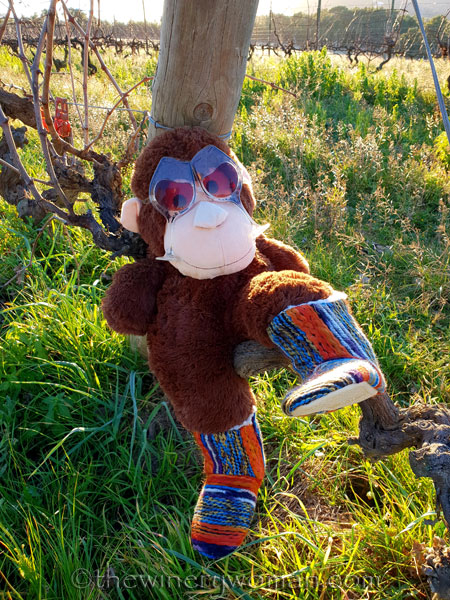 grape_ape_vineyard11_1.9.19_tww