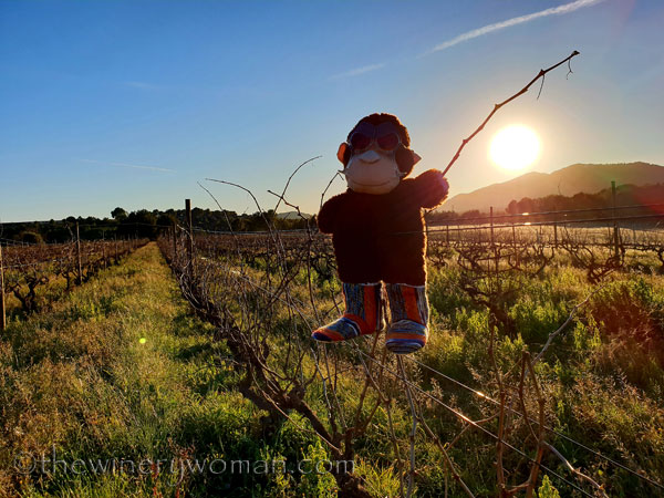 grape_ape_vineyard14_1.9.19_tww