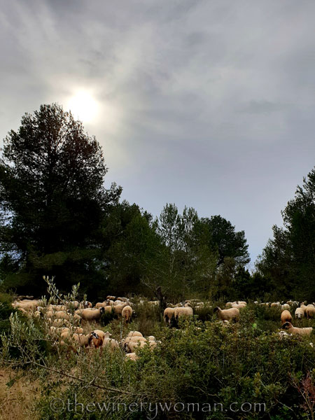 sheep_vineyard11_1.31.19_tww
