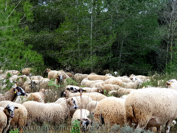 sheep_vineyard5_1.31.19_tww