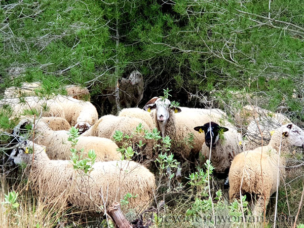 sheep_vineyard6_1.31.19_tww