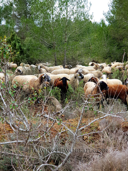 sheep_vineyard9_1.31.19_tww