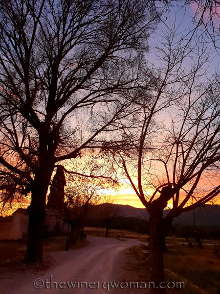 sunset_in_the_vineyard11_1.8.19_tww