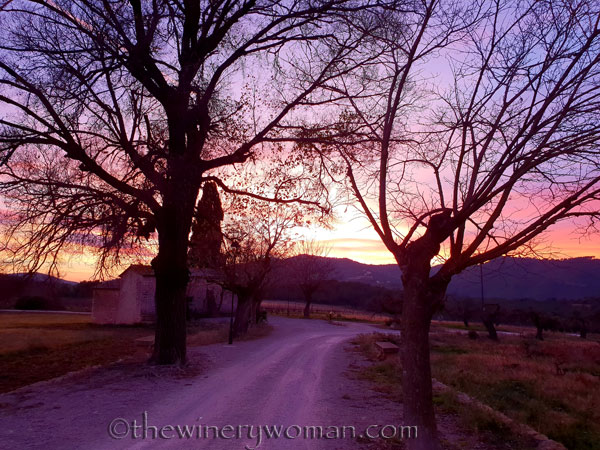 sunset_in_the_vineyard12_1.8.19_tww