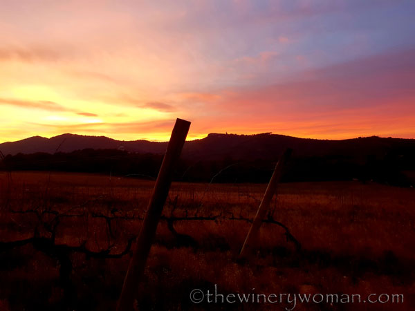 sunset_in_the_vineyard14_1.8.19_tww