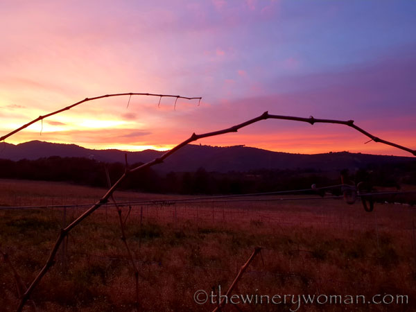 sunset_in_the_vineyard16_1.8.19_tww