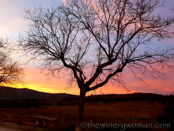 sunset_in_the_vineyard9_1.8.19_tww