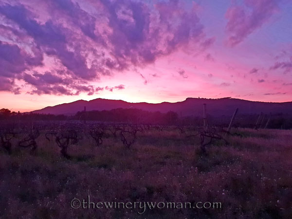sunset_vineyard7_1.4.19_tww