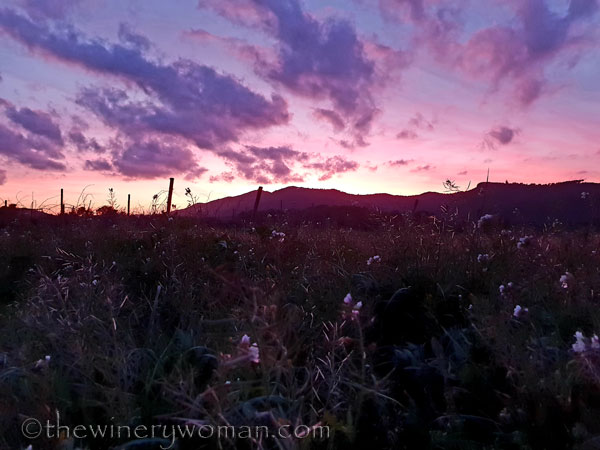 sunset_vineyard8_1.4.19_tww