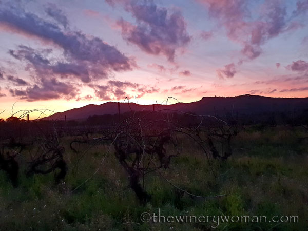 sunset_vineyard9_1.4.19_tww