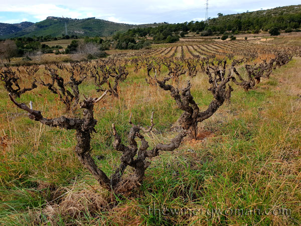 vineyard3_1.31.19_tww