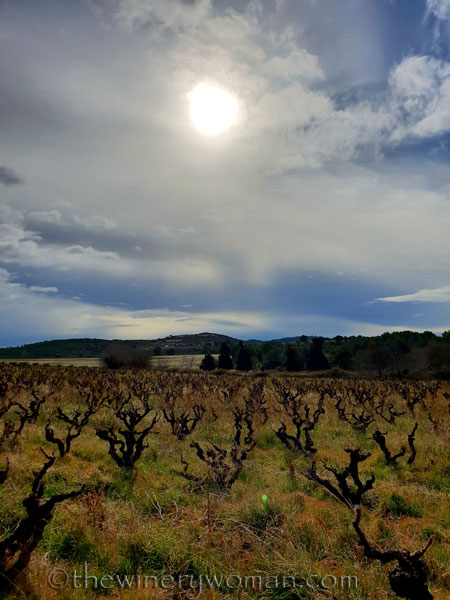 vineyard4_1.31.19_tww