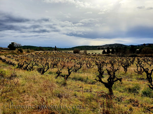 vineyard5_1.31.19_tww