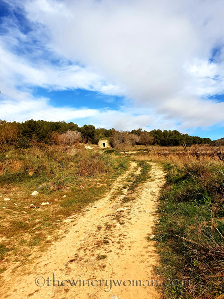 vineyard6_1.31.19_tww