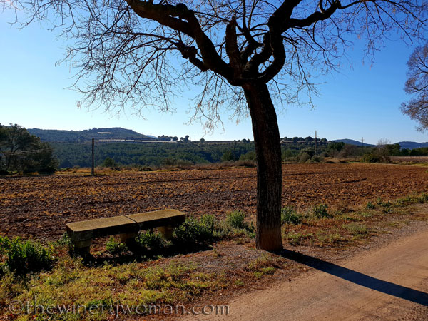 vineyard_in_winter3_1.21.19_tww