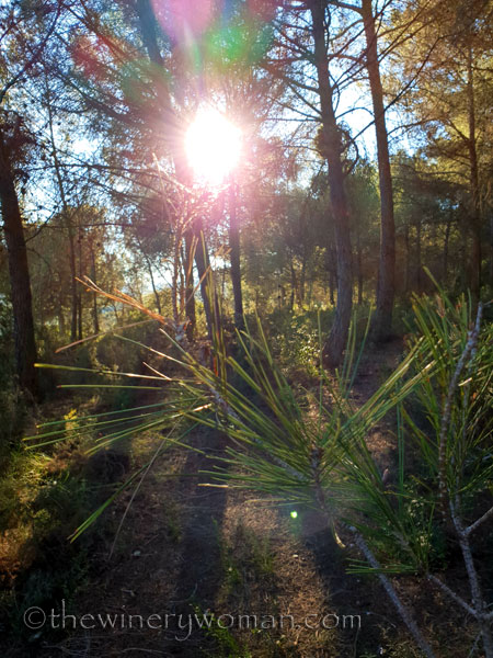 vineyard_walk12_1.6.19_tww