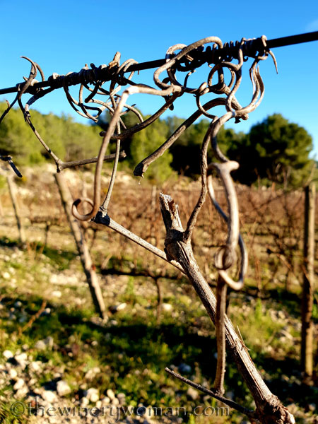 vineyard_walk14_1.6.19_tww