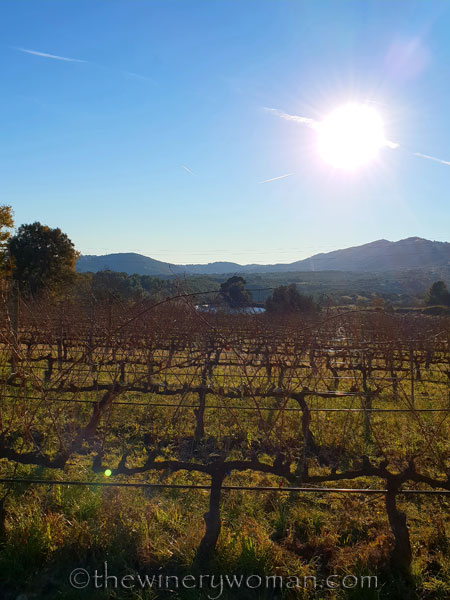 vineyard_walk16_1.6.19_tww