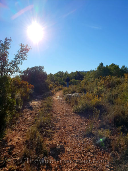 vineyard_walk2_1.6.19_tww