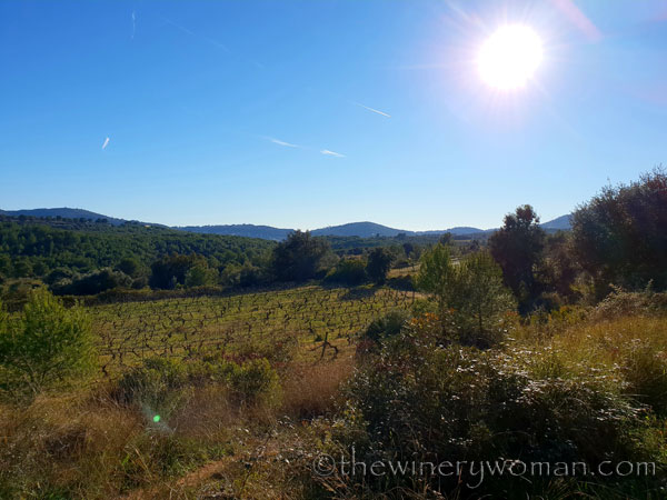 vineyard_walk3_1.6.19_tww