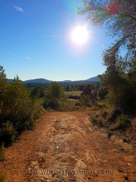 vineyard_walk6_1.6.19_tww