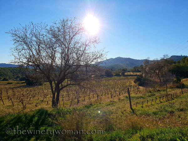 vineyard_walk9_1.6.19_tww