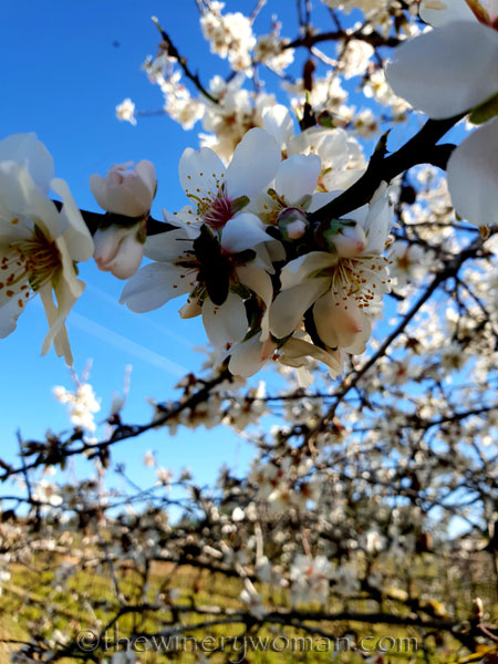 Almond_Blossoms10_2.12.19_TWW