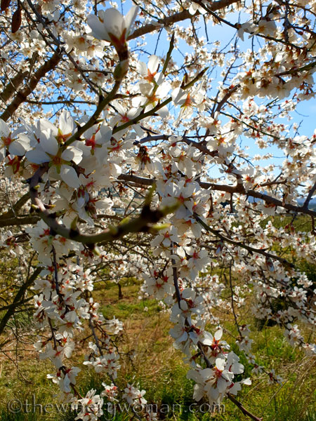 Almond_Blossoms11_2.12.19_TWW