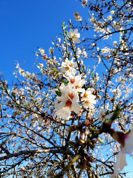 Almond_Blossoms2_2.12.19_TWW