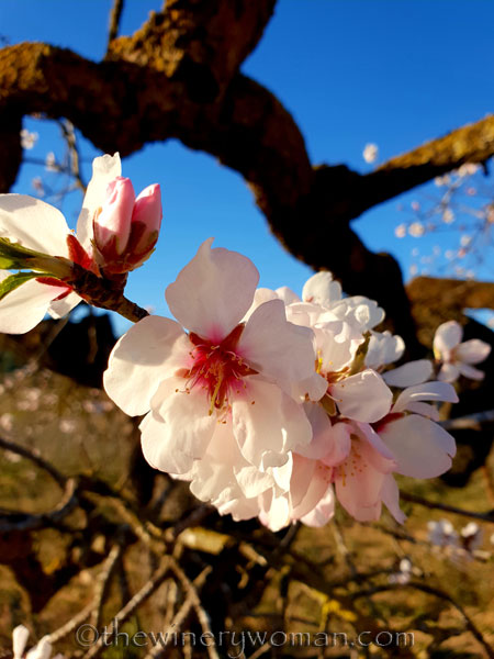 Almond_Blossoms2_2.15.19_TWW