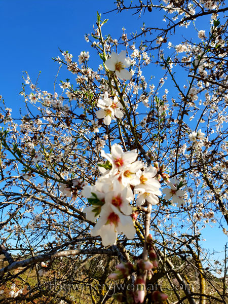 Almond_Blossoms3_2.12.19_TWW