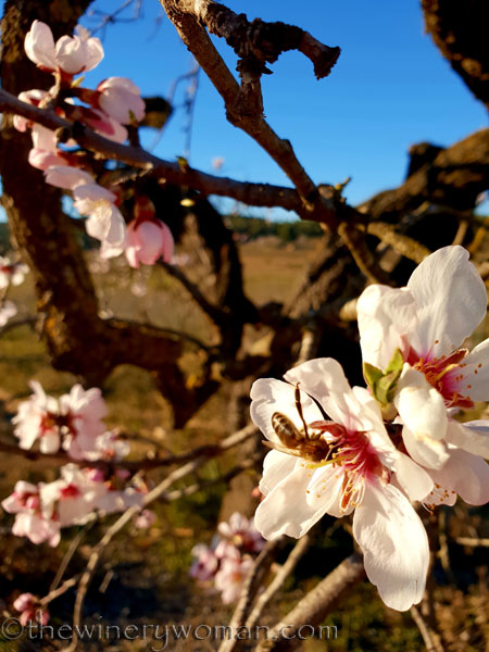 Almond_Blossoms3_2.15.19_TWW