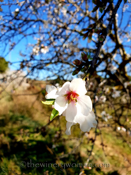 Almond_Blossoms4_2.12.19_TWW