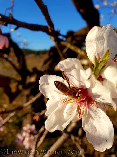 Almond_Blossoms4_2.15.19_TWW