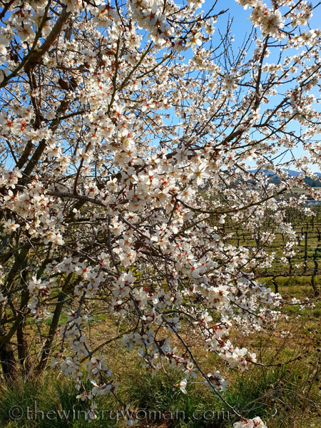 Almond_Blossoms5_2.12.19_TWW