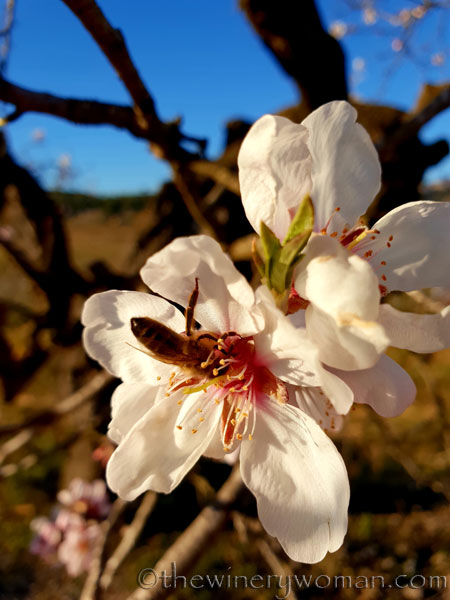 Almond_Blossoms5_2.15.19_TWW