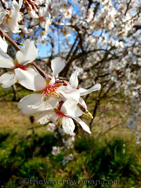 Almond_Blossoms6_2.12.19_TWW