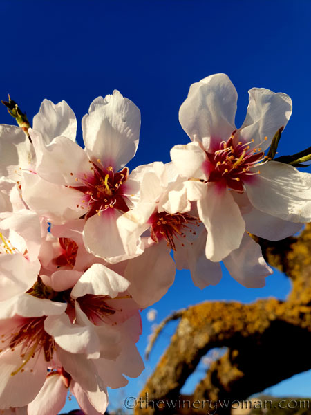 Almond_Blossoms6_2.15.19_TWW