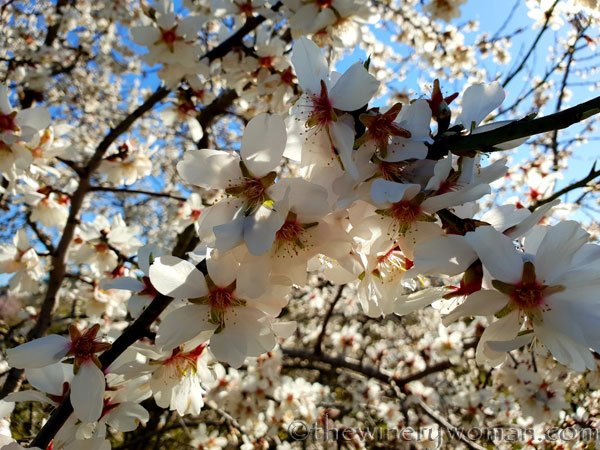 Almond_Blossoms7_2.12.19_TWW