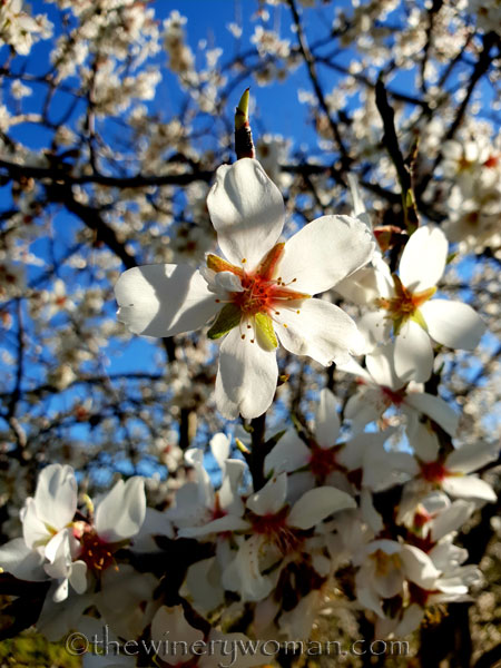 Almond_Blossoms8_2.12.19_TWW