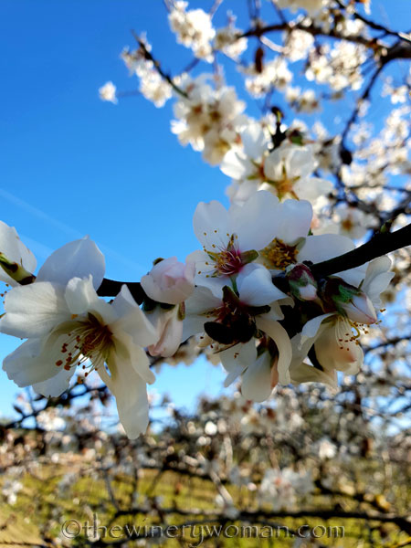 Almond_Blossoms9_2.12.19_TWW